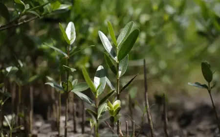 Programa Restaura Amazônia aprova 17 projetos em assentamentos