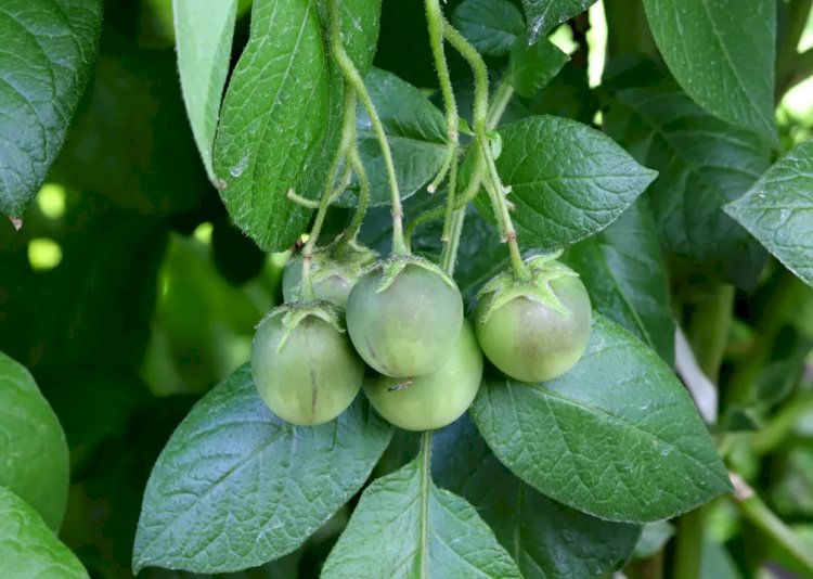 Tóxica, amarga e 'irmã' do tomate: conheça a fruta da batata