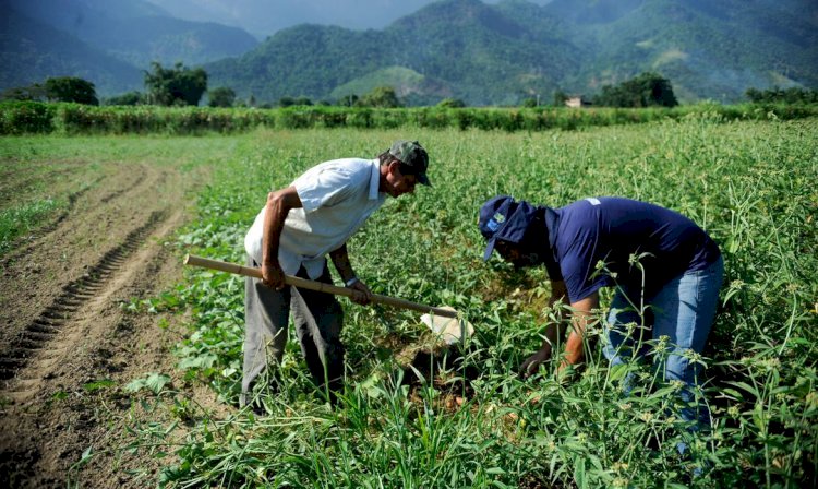 Agricultura familiar é 8ª maior produtora de alimentos do mundo