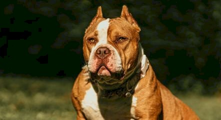 É oficial! Reino Unido proíbe a raça american bully XL; mais de 240 cães podem ser sacrificados